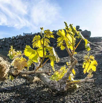 在蘭薩羅特島島上的火山土壤中生長的葡萄園；