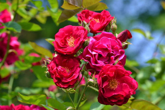 紫色的Colored Roses