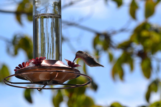 Hummingbird Perching在饋線