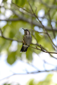 蜂鳥棲息