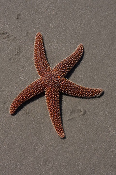 海星