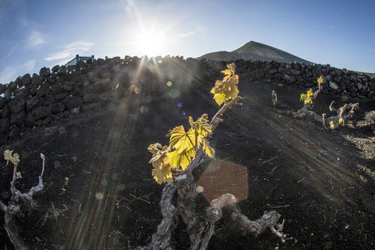 在蘭薩羅特島島上的火山土壤中生長的葡萄園；
