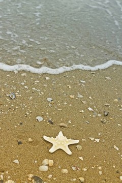 海灘上的海星