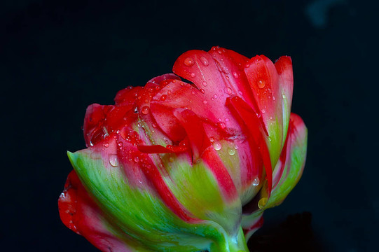紅貓與雨滴