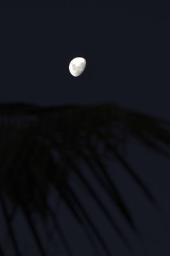 自然- Moon Night