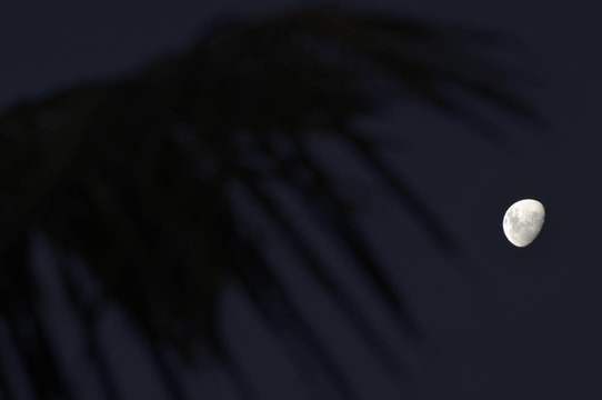 自然- Moon Night