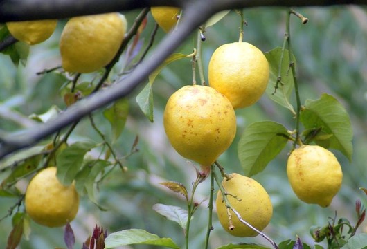 檸檬樹(shù)檸檬