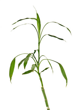 幸運(yùn)竹