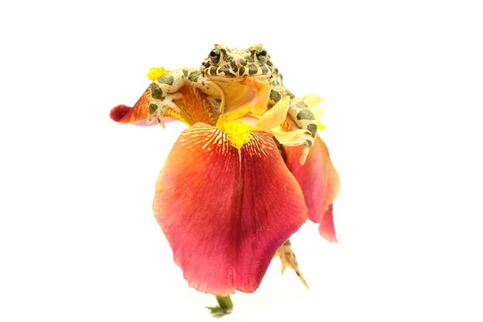 青蛙的花