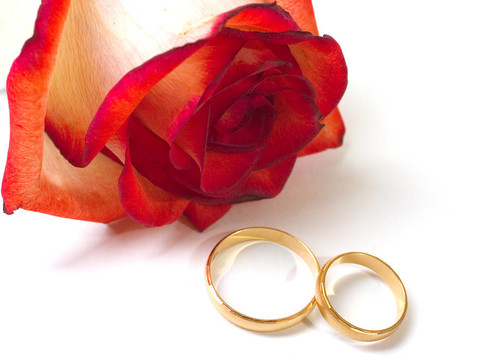 鮮紅的玫瑰和白色背景上的兩枚結婚戒指