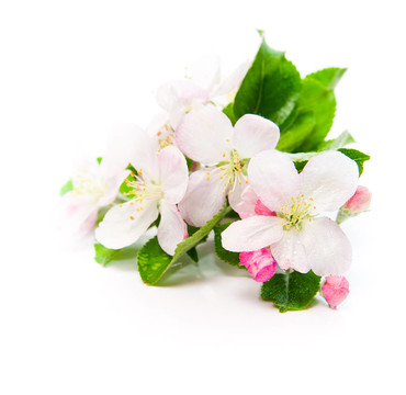 蘋果花