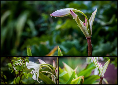 百合花