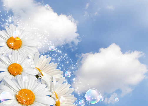 天空的雛菊