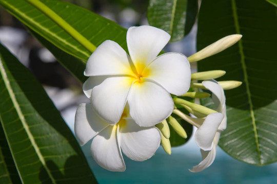 素馨花