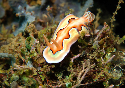 COI抯宏偉的蛞蝓（Chromodoris Coi）；Lembeh Strait；印度尼西亞