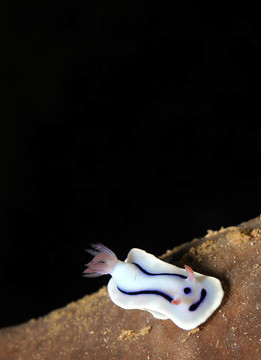 湖抯宏偉的蛞蝓（Chromodoris Lochi）微距照片；Manado Tua；印度尼西亞