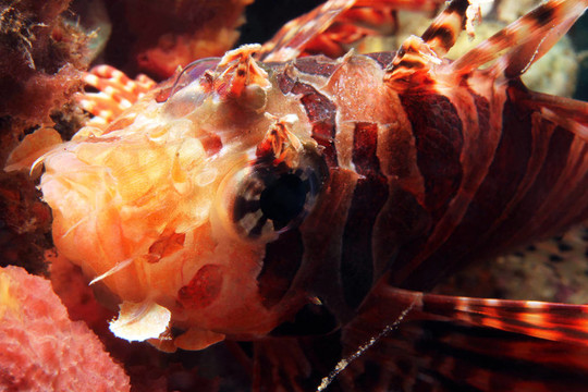 靠近一個(gè)常見的獅子魚（Pterois Volitans）；Lembeh Strait；印度尼西亞