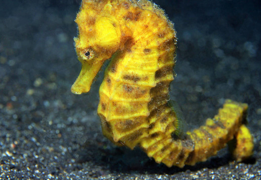 靠近一個(gè)黃色的常見的海馬（海馬taeniopterus）；Lembeh Strait；印度尼西亞