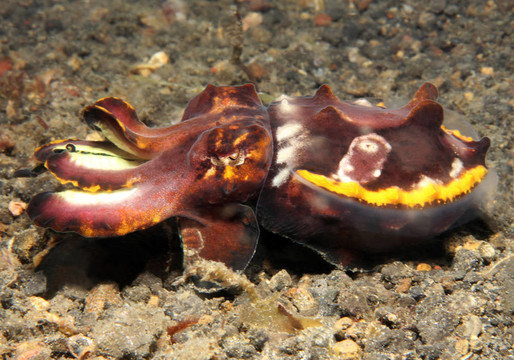 火焰墨魚（Metasepia Pfefferi）；Lembeh Strait；印度尼西亞