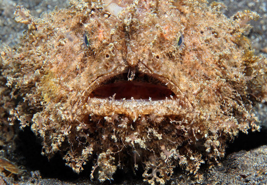 關(guān)閉的Hairy Frogfish（antennarius線狀）；Lembeh Strait；印度尼