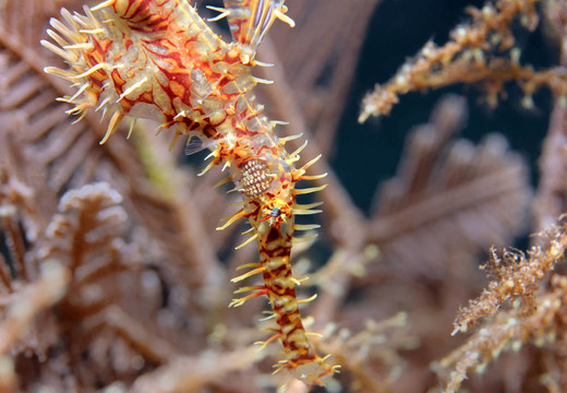 靠近一個丑角鬼龍（solenostomus賓）；Lembeh Strait；印度尼西亞