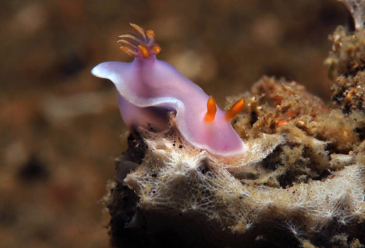 Apolegma Nudibranch /紫色粉色海兔/ Cinderella Nudibranch