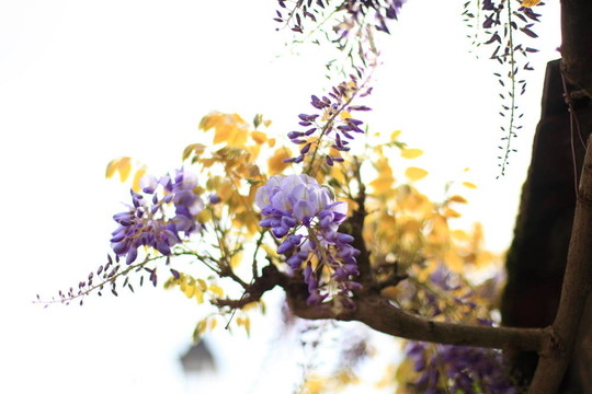 紫藤花；紫色和藍(lán)色與天