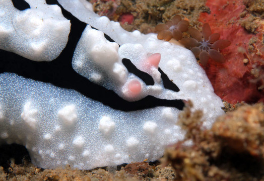 關(guān)閉的Shireen s Phyllidiopsis（Phyllidiopsis Shireenae
