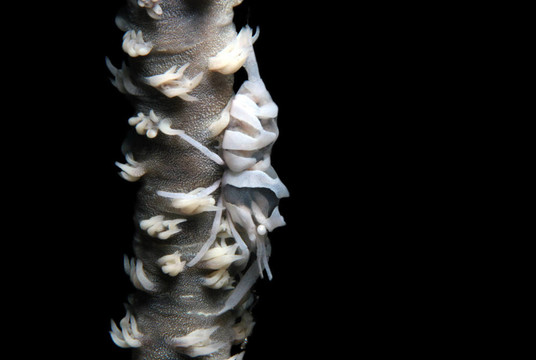 關(guān)閉了一個白色的鞭珊瑚蝦（Dasycaris Zanzibarica）在珊瑚鞭；Lembeh Str
