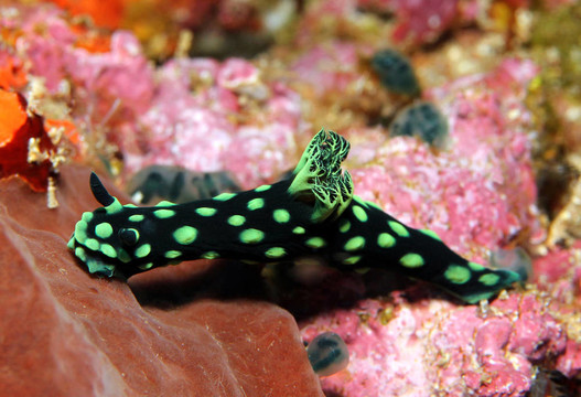 Cristate Neon Slug（Nembrotha Cristata）；Lembeh Stra