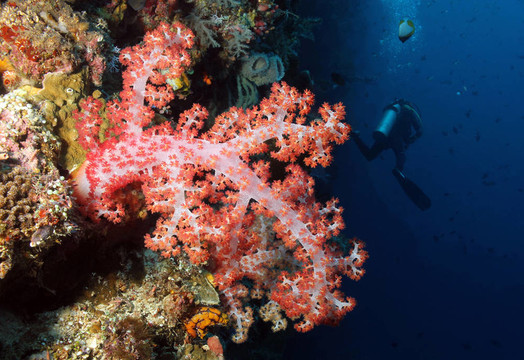 軟樹珊瑚和潛水；Bunaken；印度尼西亞