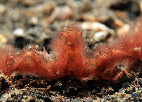 Orangutan Crab（Achaeus Japonicus）；Lembeh Strait；印度