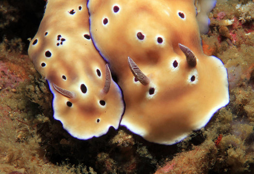 主要對(duì)（tryons Risbecia Risbecia）微距照片；Lembeh Strait；印度