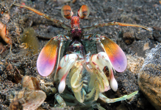 靠近一個紫色斑點(diǎn)的螳螂蝦（Odontodactylus Latirostris）；Lembeh St