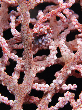 懷孕的侏儒海馬（海馬bargibanti）；Lembeh Strait；印度尼西亞