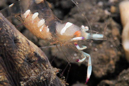 宏偉的伙伴蝦（periclimenes鳽）；Lembeh Strait；印度尼西亞