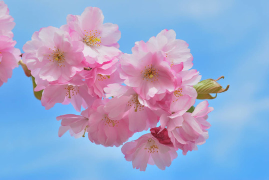 櫻花
