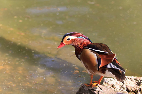 Mandarin Duck Drake（鴛鴦）