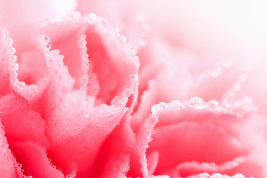 粉红色的康乃馨花与水滴的宏