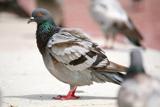 灰斑鳩在城市