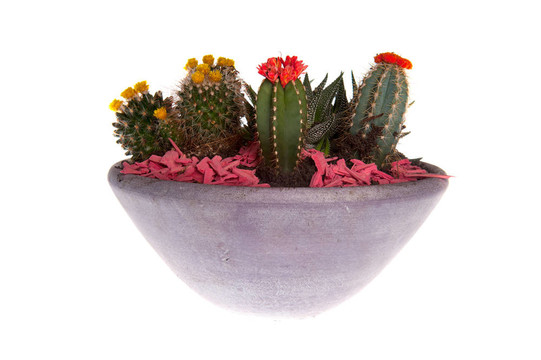 notocactus