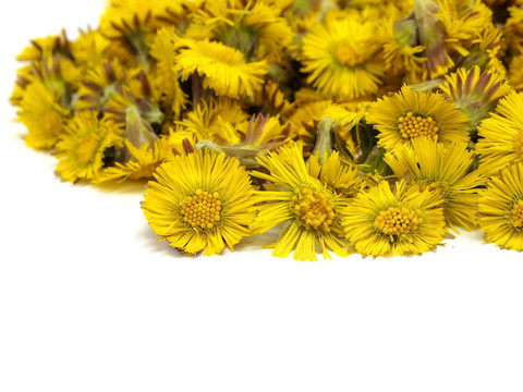小馬的腳ortussilago冬花