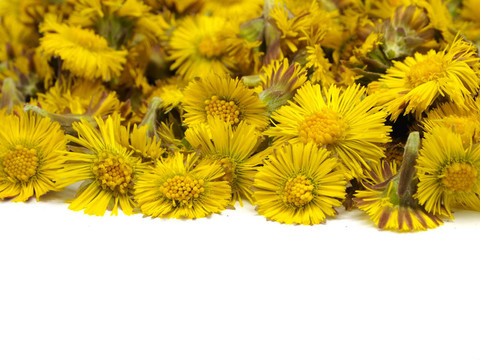 小馬的腳ortussilago冬花