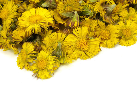 小馬的腳ortussilago冬花