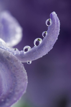 風信子花瓣和水珠