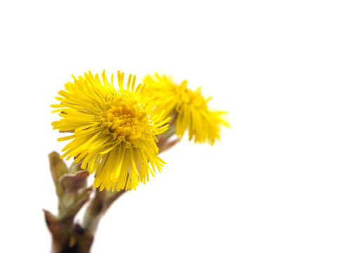 小馬的腳或Tussilago farfara