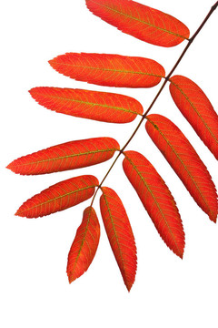 秋天的紅色花楸葉片中分離