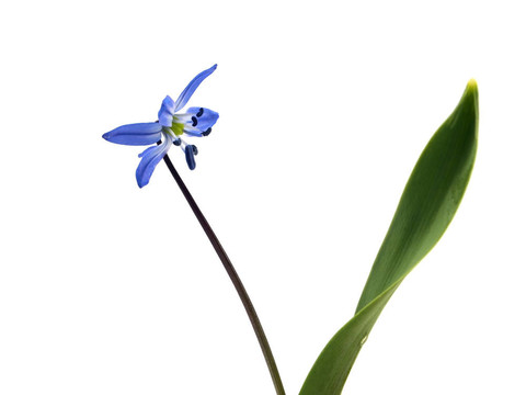 西伯利亞海蔥、Scilla siberica