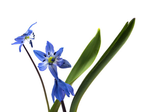 西伯利亞海蔥、Scilla siberica