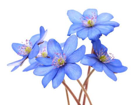 獐耳細(xì)辛花